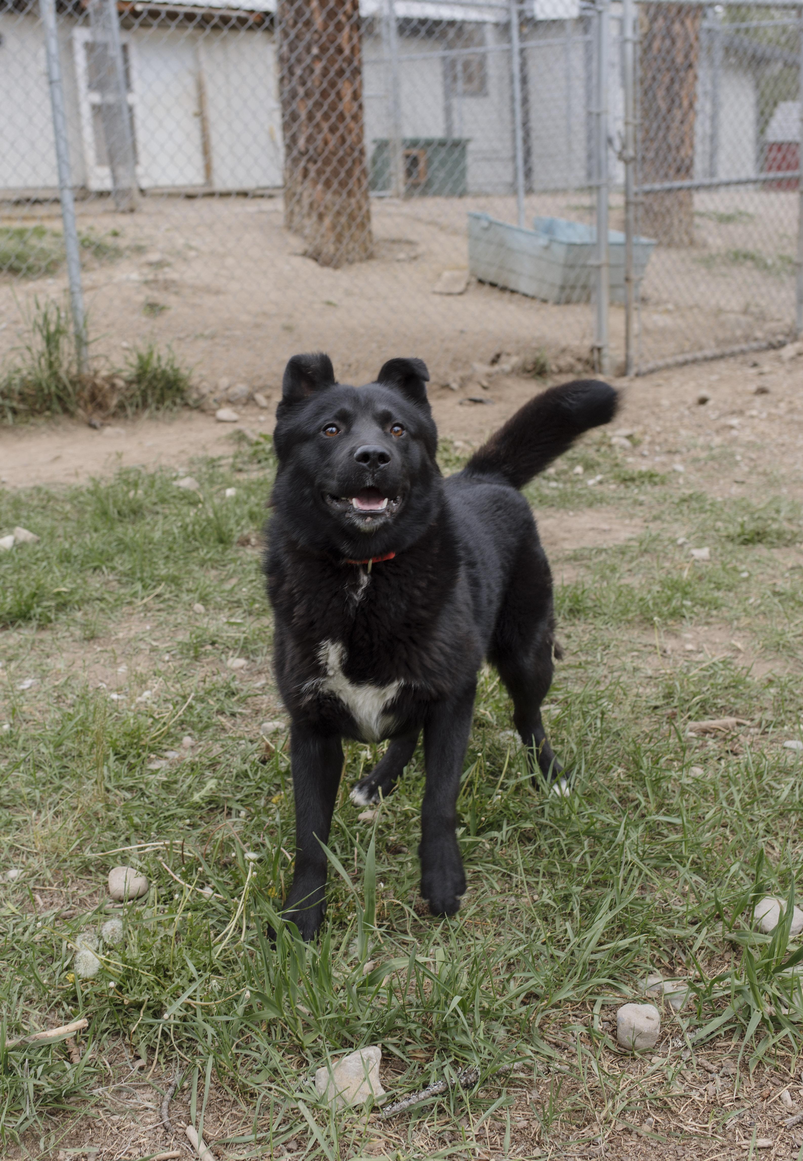Bear, an adoptable Chow Chow in Libby, MT, 59923 | Photo Image 4