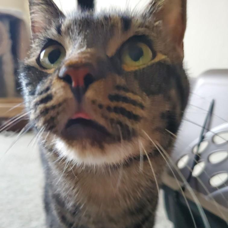 Enlarge Baby, a Adoptable Domestic Short Hair in Spokane, WA image 1/4