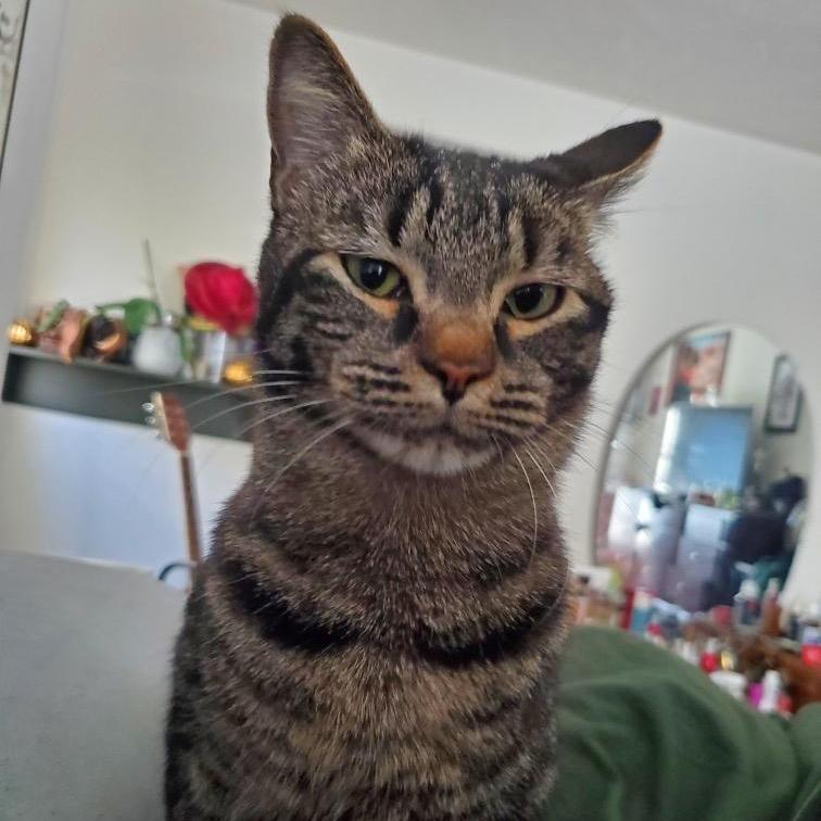 Enlarge Baby, a Adoptable Domestic Short Hair in Spokane, WA image 2/4