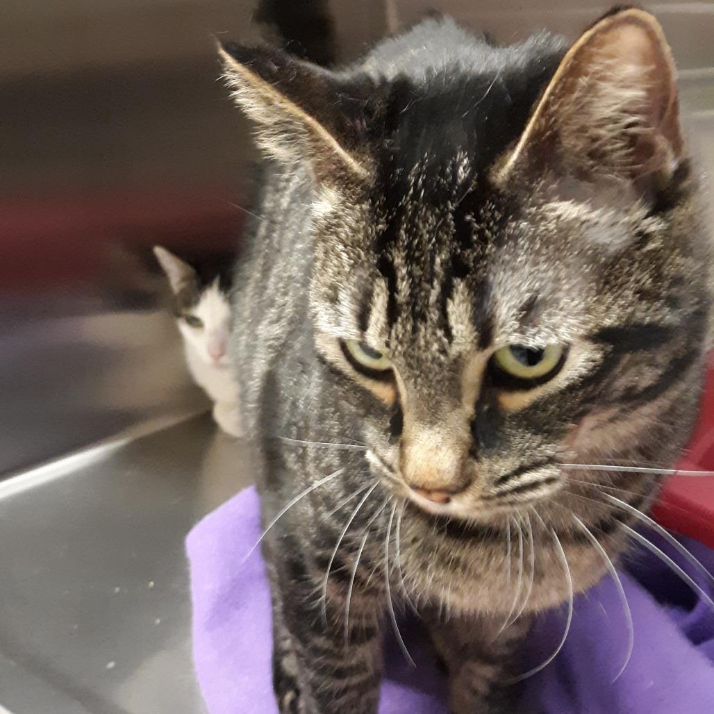 Enlarge Baby, a Adoptable Domestic Short Hair in Spokane, WA image 3/4