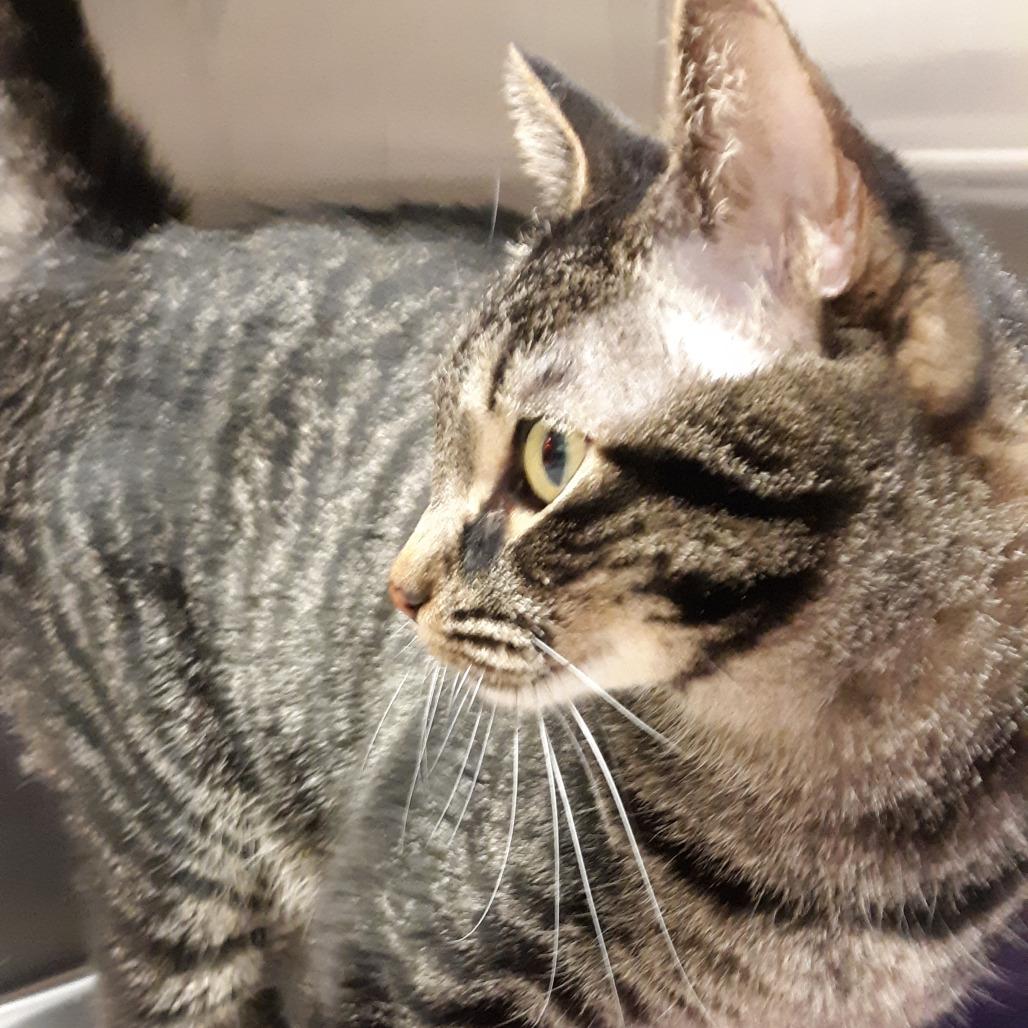 Enlarge Baby, a Adoptable Domestic Short Hair in Spokane, WA image 4/4