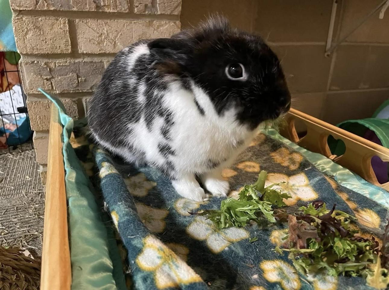 Teddy, Adoptable, Adult Male Lionhead.