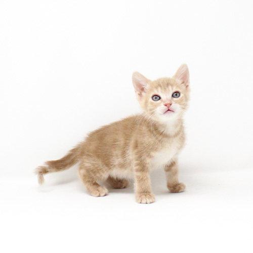Challah, Adoptable, Kitten Female Domestic Short Hair.