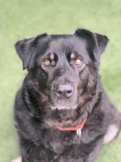 Noctis, a Adoptable mixed breed in Sacramento, CA image 1/4