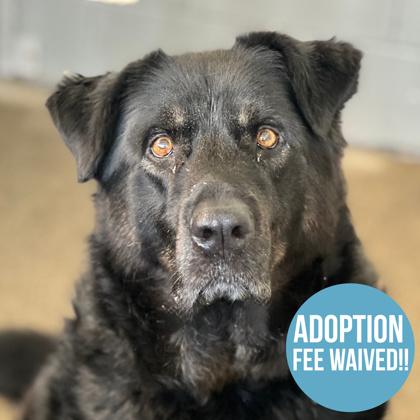 Noctis, Adoptable, Adult Male German Shepherd Dog.