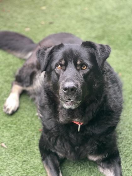 Noctis, a Adoptable mixed breed in Sacramento, CA image 3/4