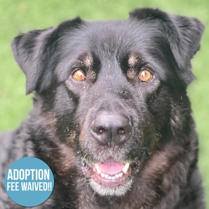 Noctis, a Adoptable mixed breed in Sacramento, CA image 4/4