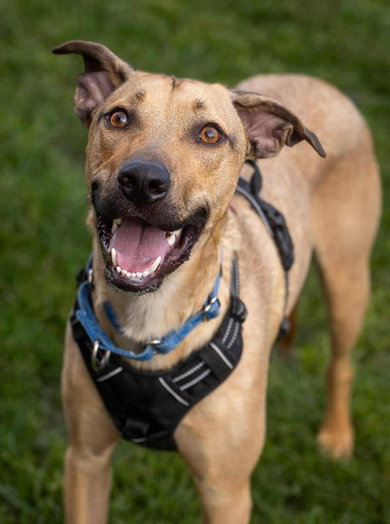 Riggs -I'll Be Home for Christmas Promo, Adoptable, Young Male Shepherd & Mixed Breed.