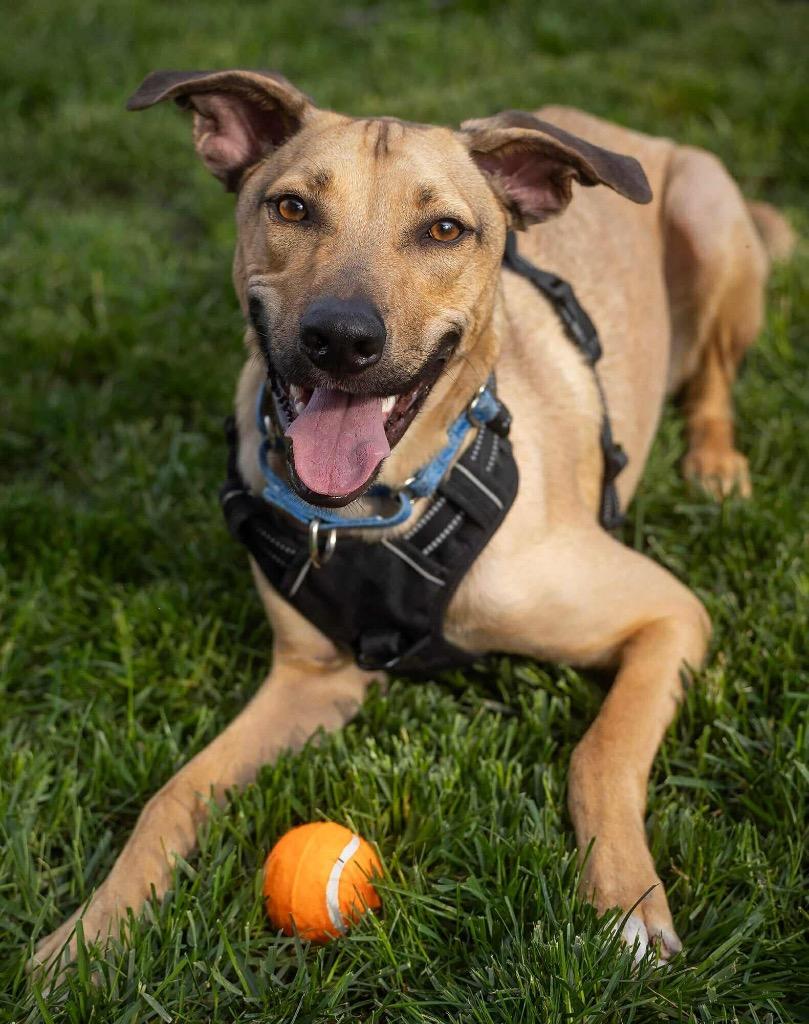 Enlarge Riggs, a Adoptable mixed breed in Savage, MN image 1/5