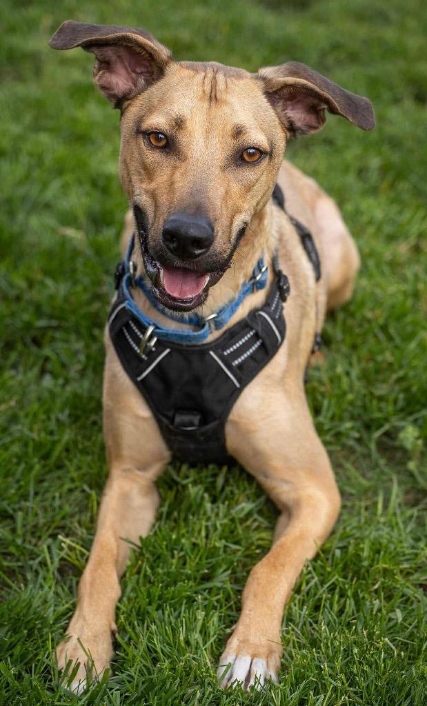 Enlarge Riggs, a Adoptable mixed breed in Savage, MN image 4/5