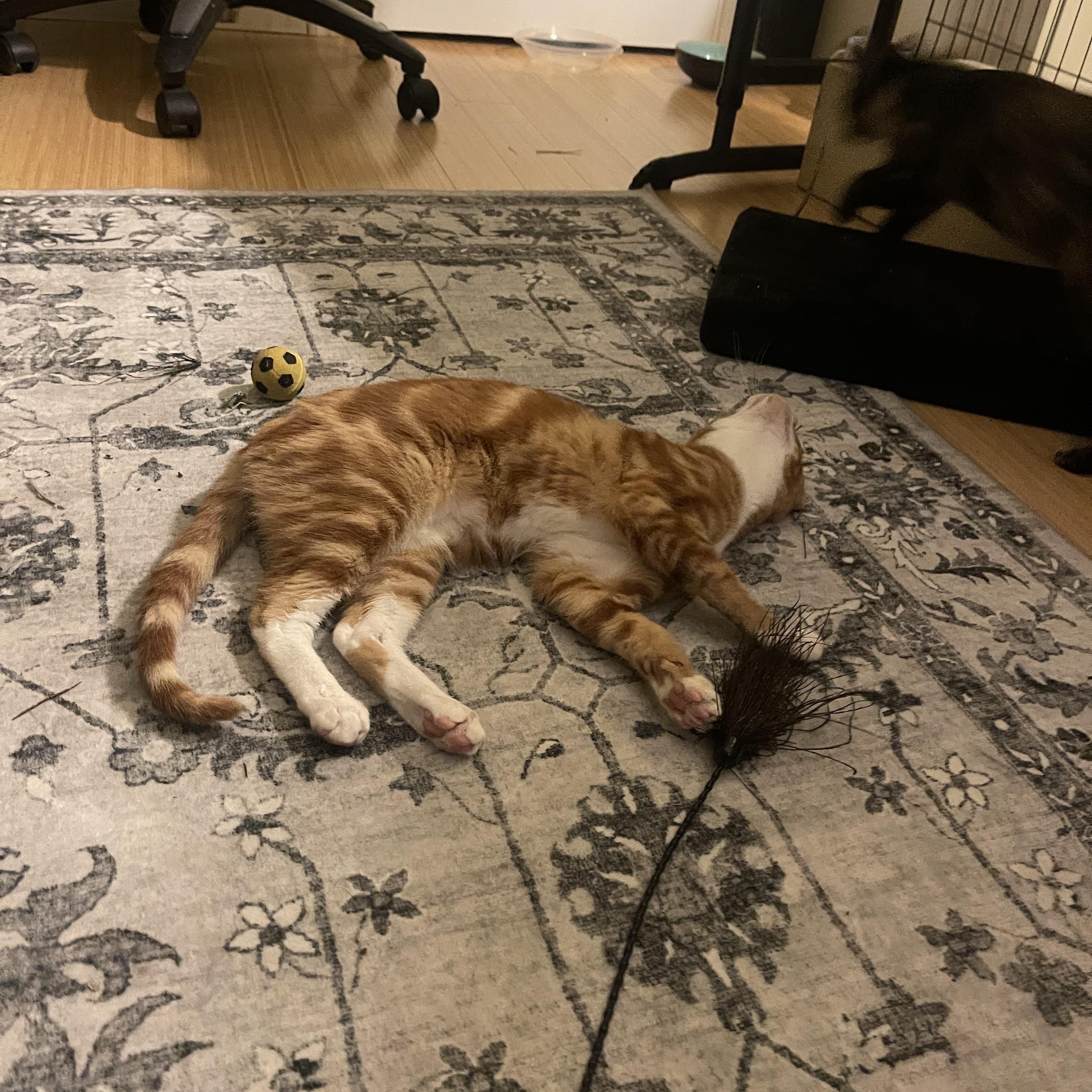 Enlarge Sulley, a Adoptable Domestic Short Hair in San Jose, CA image 2/6