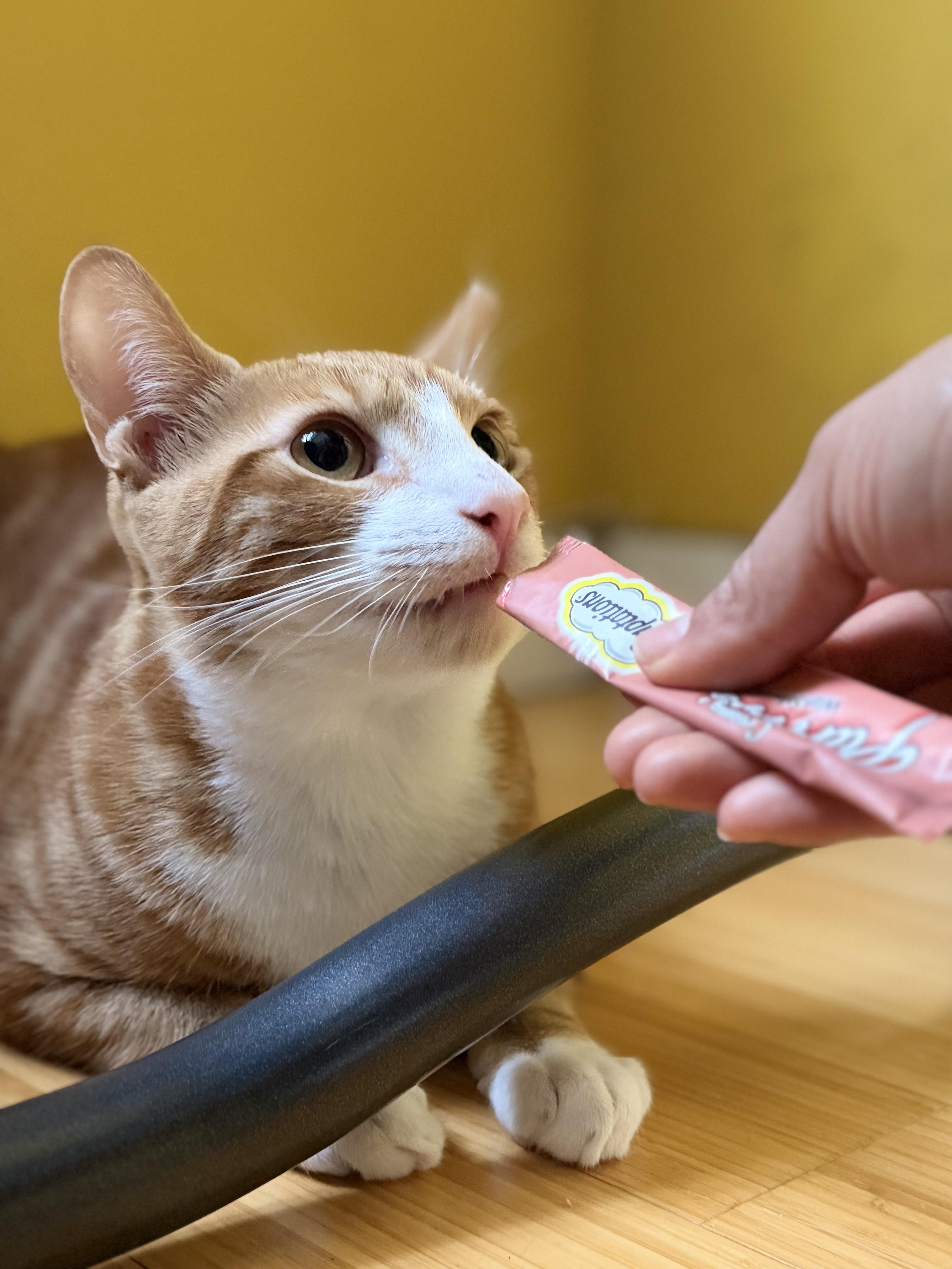 Enlarge Sulley, a Adoptable Domestic Short Hair in San Jose, CA image 4/6