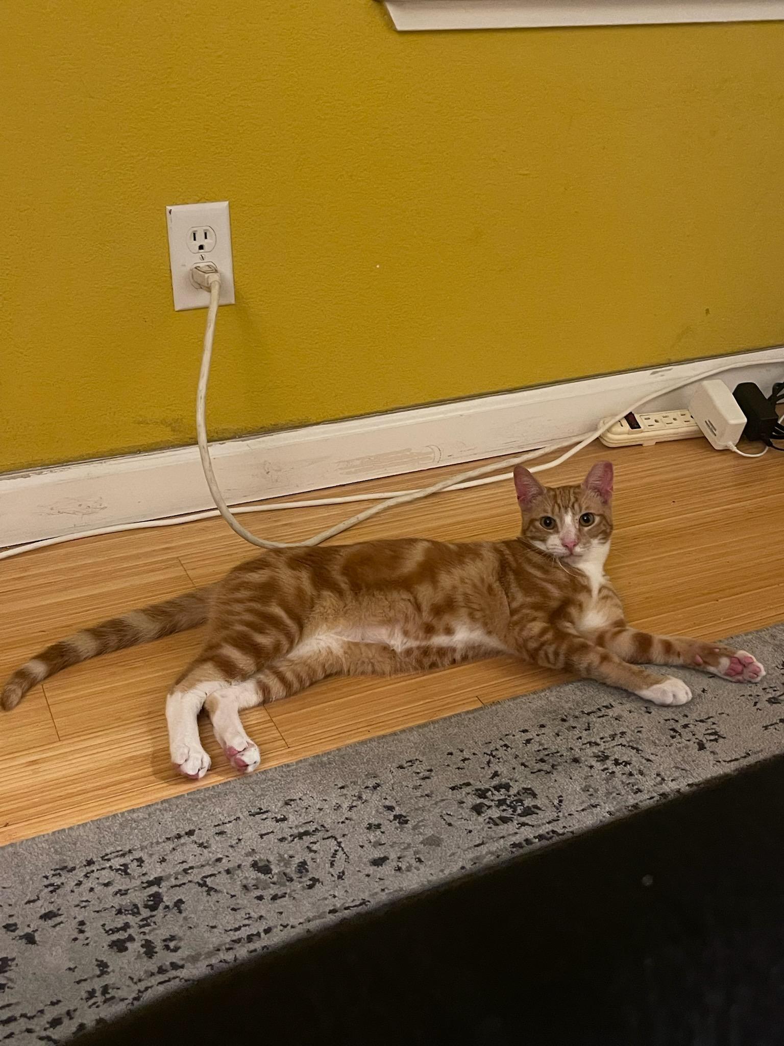 Sulley, Adoptable, Young Male Domestic Short Hair.