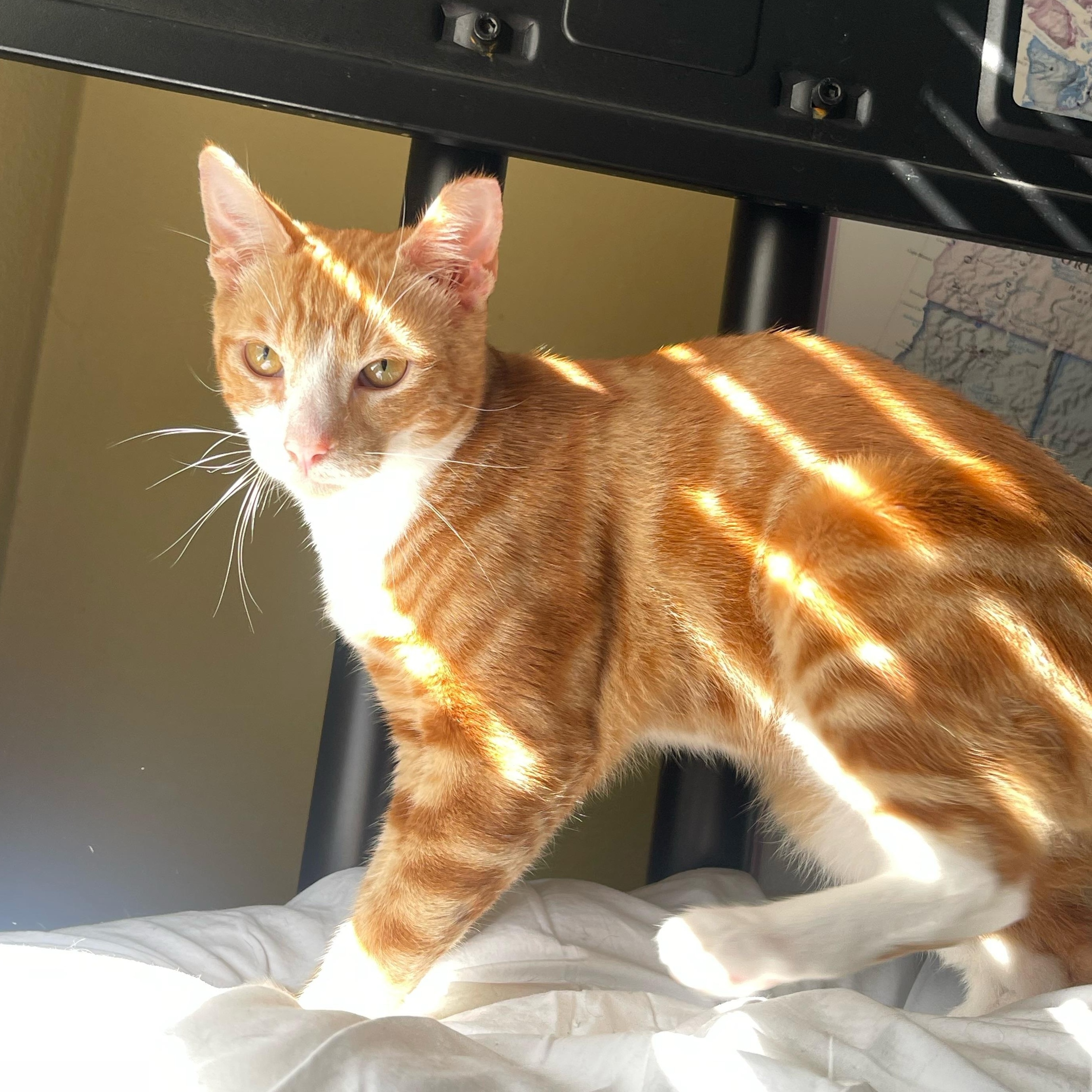 Enlarge Sulley, a Adoptable Domestic Short Hair in San Jose, CA image 3/6