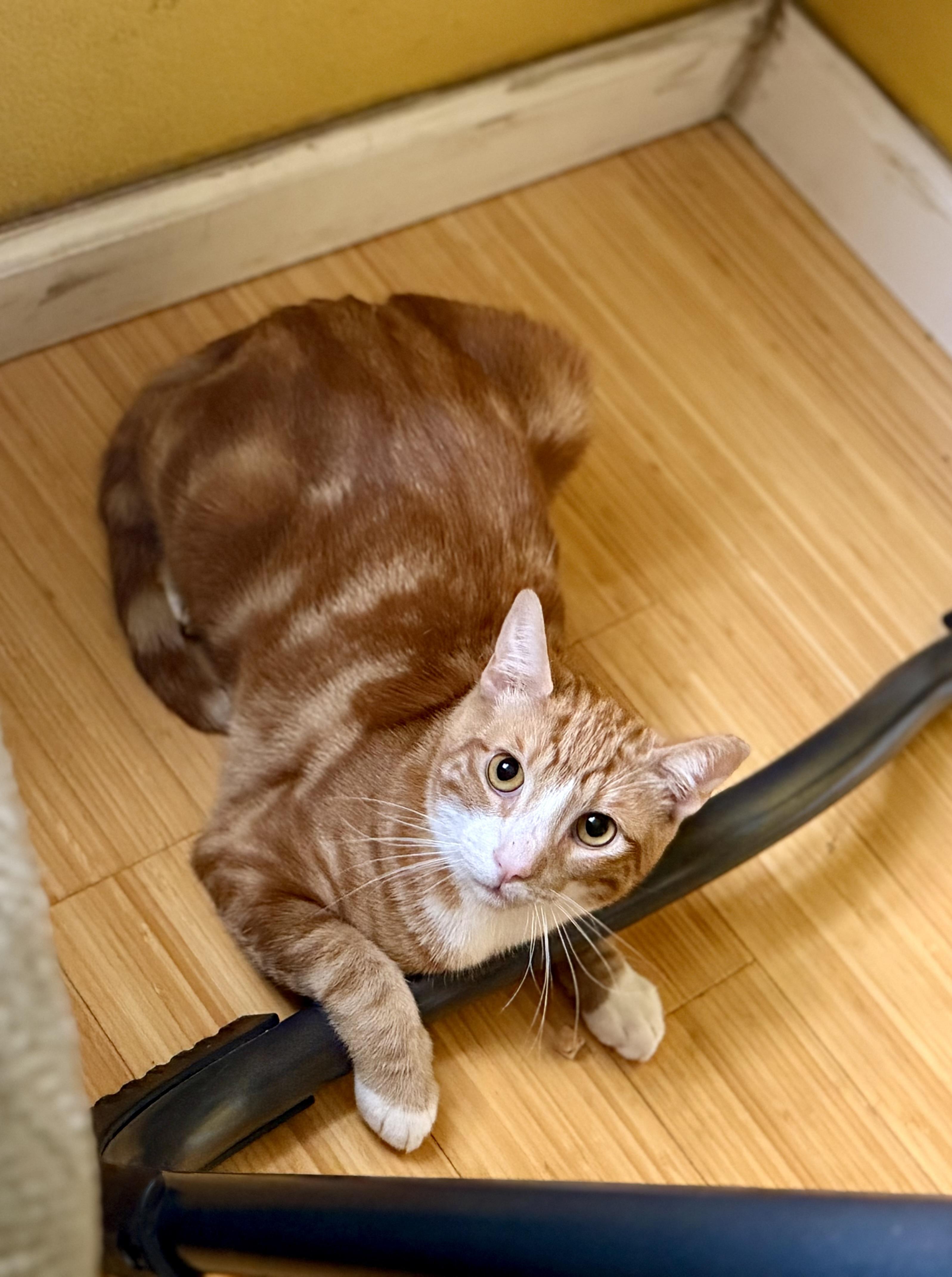 Enlarge Sulley, a Adoptable Domestic Short Hair in San Jose, CA image 1/6