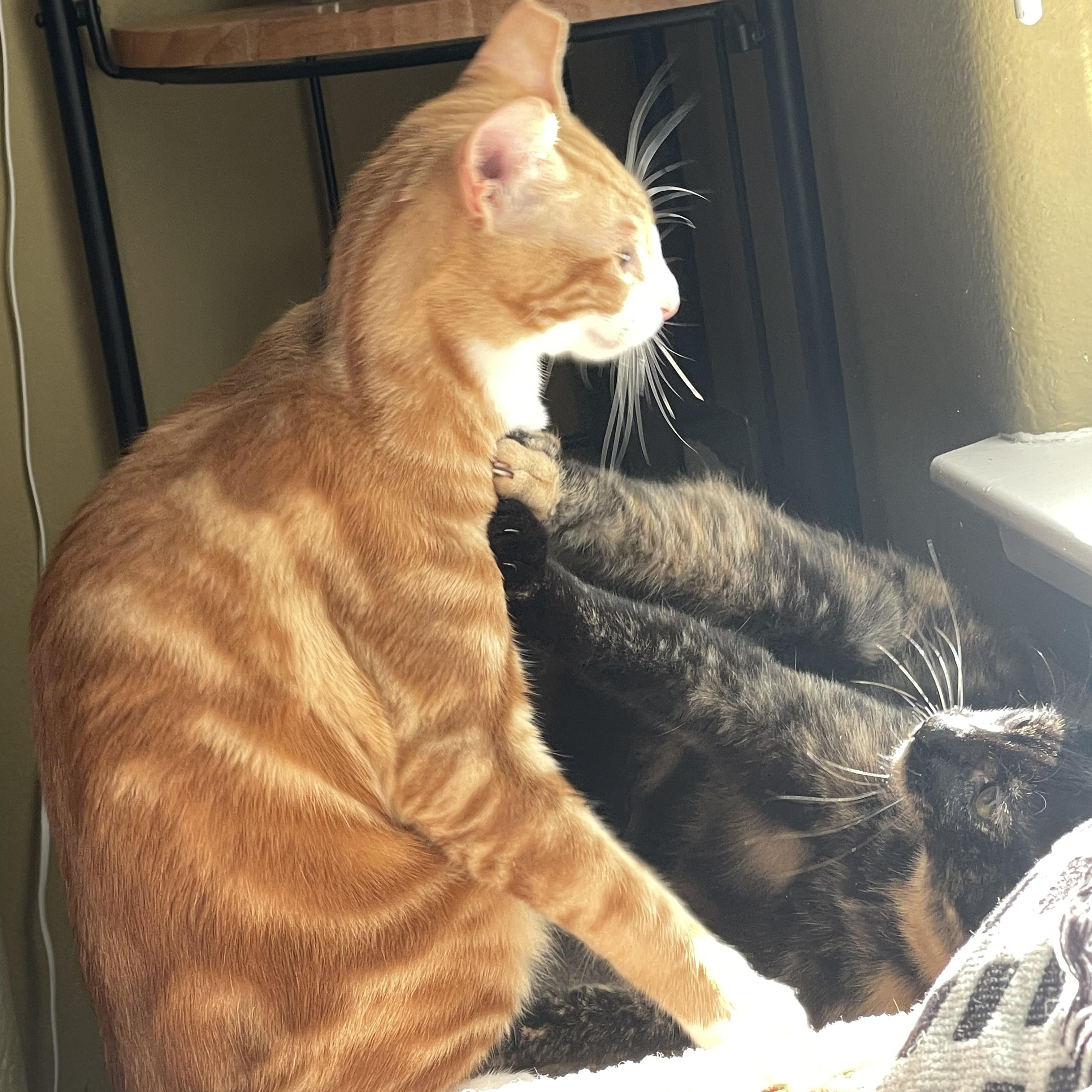 Enlarge Sulley, a Adoptable Domestic Short Hair in San Jose, CA image 4/6