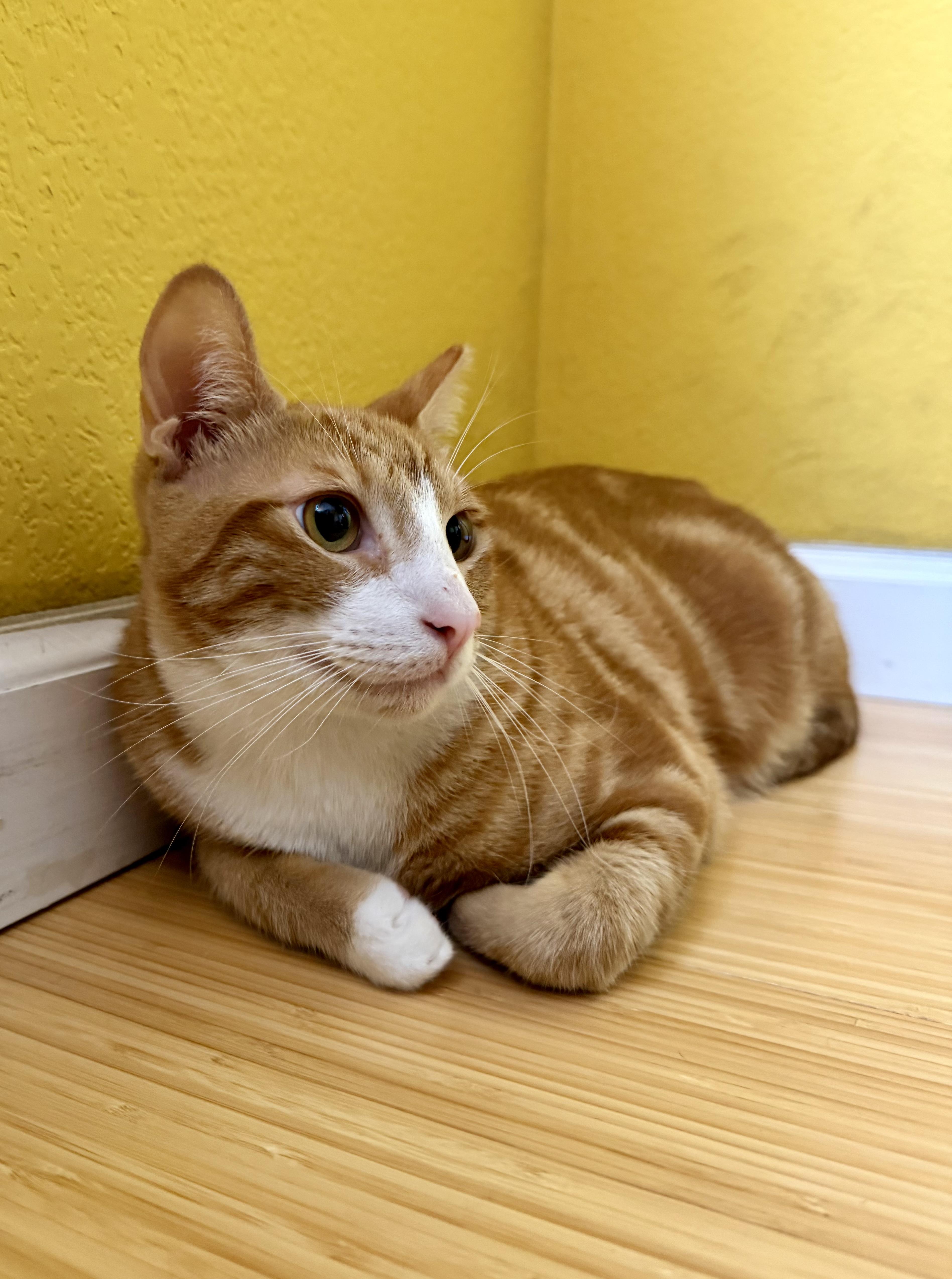 Enlarge Sulley, a Adoptable Domestic Short Hair in San Jose, CA image 3/6