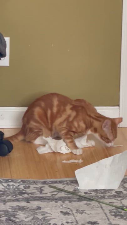 Enlarge Sulley, a Adoptable Domestic Short Hair in San Jose, CA video 5/6