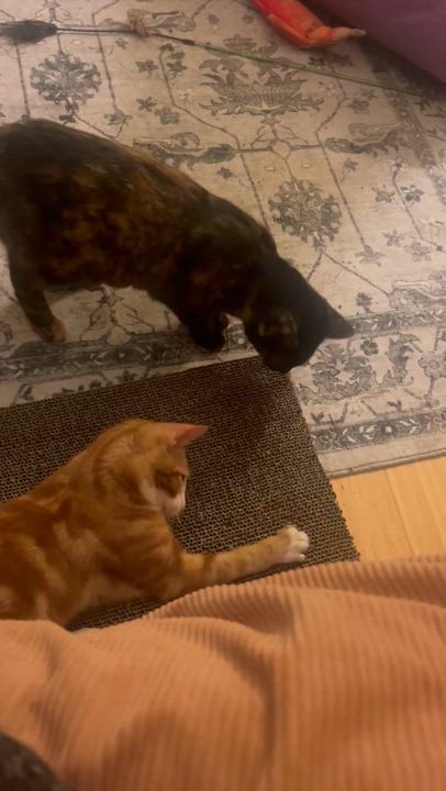 Enlarge Sulley, a Adoptable Domestic Short Hair in San Jose, CA video 6/6