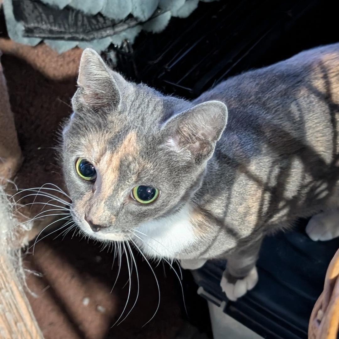 JC, adopted, Young Female Domestic Short Hair.