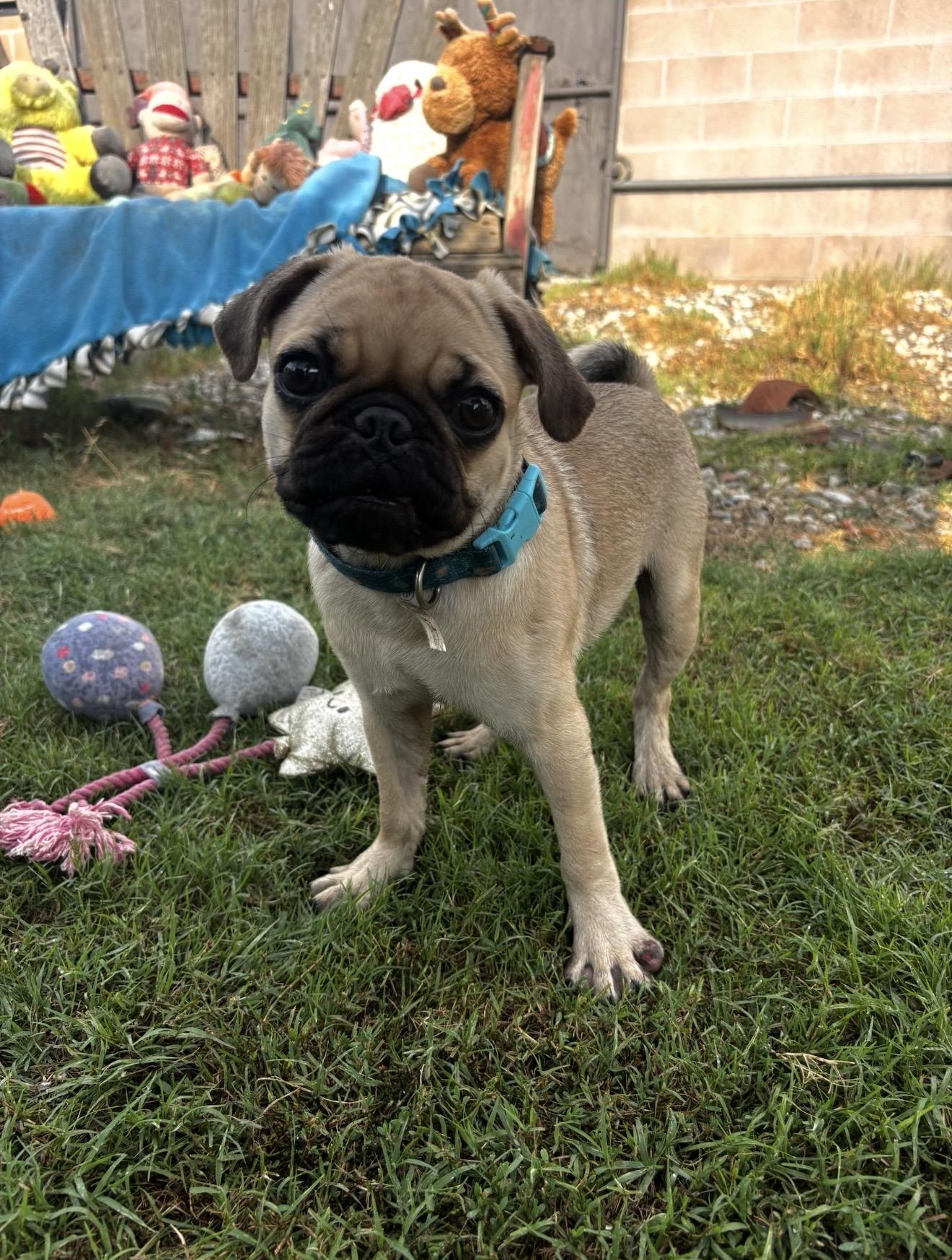 Enlarge Theo - The Darling Pug Puppy, a Adoptable Pug in Rancho Cucamonga , CA image 2/2