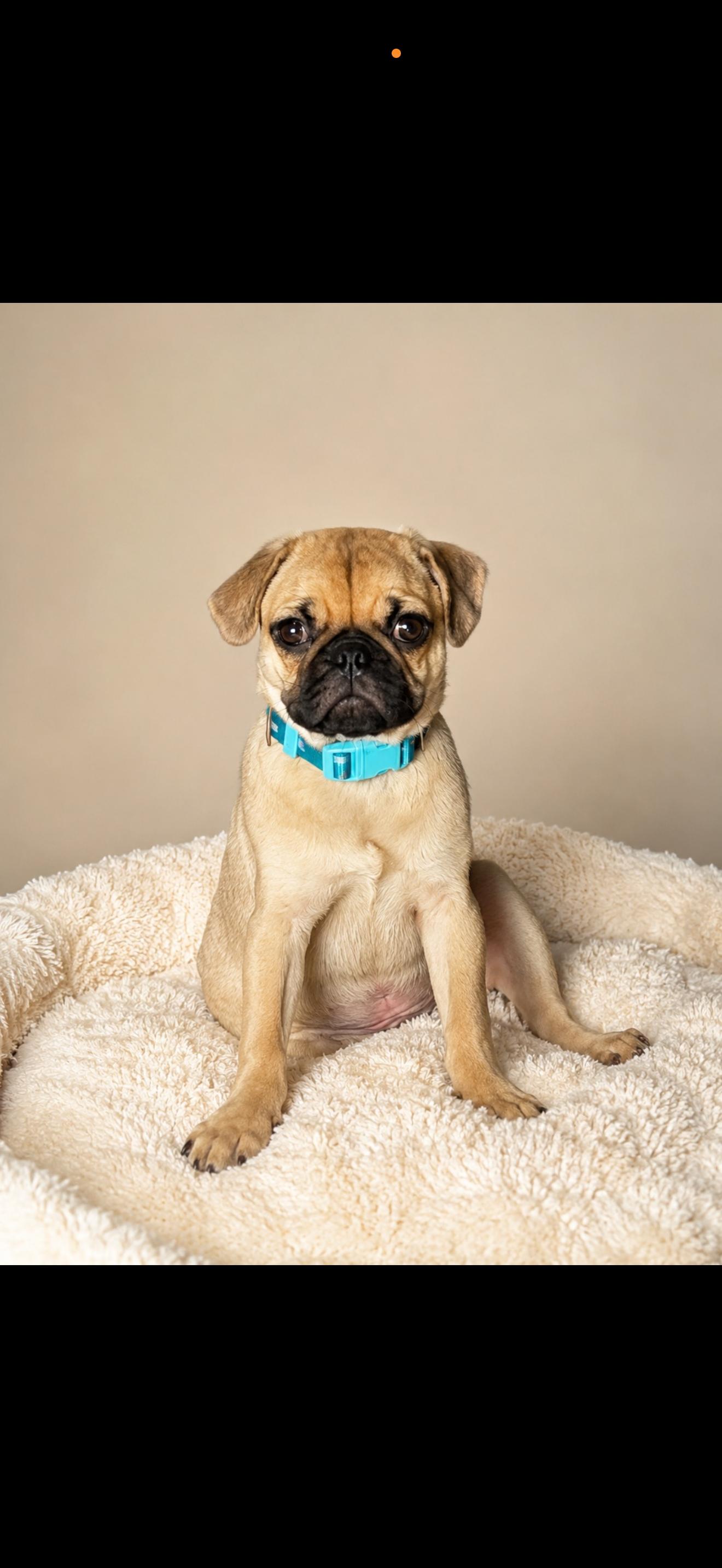 Enlarge Theo - The Darling Pug Puppy, a Adoptable Pug in Rancho Cucamonga , CA image 1/2