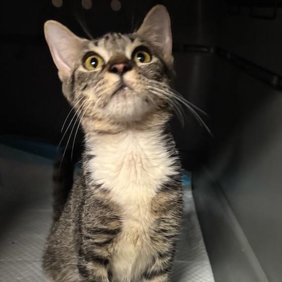 Lowak, Adoptable, Young Female Domestic Short Hair.