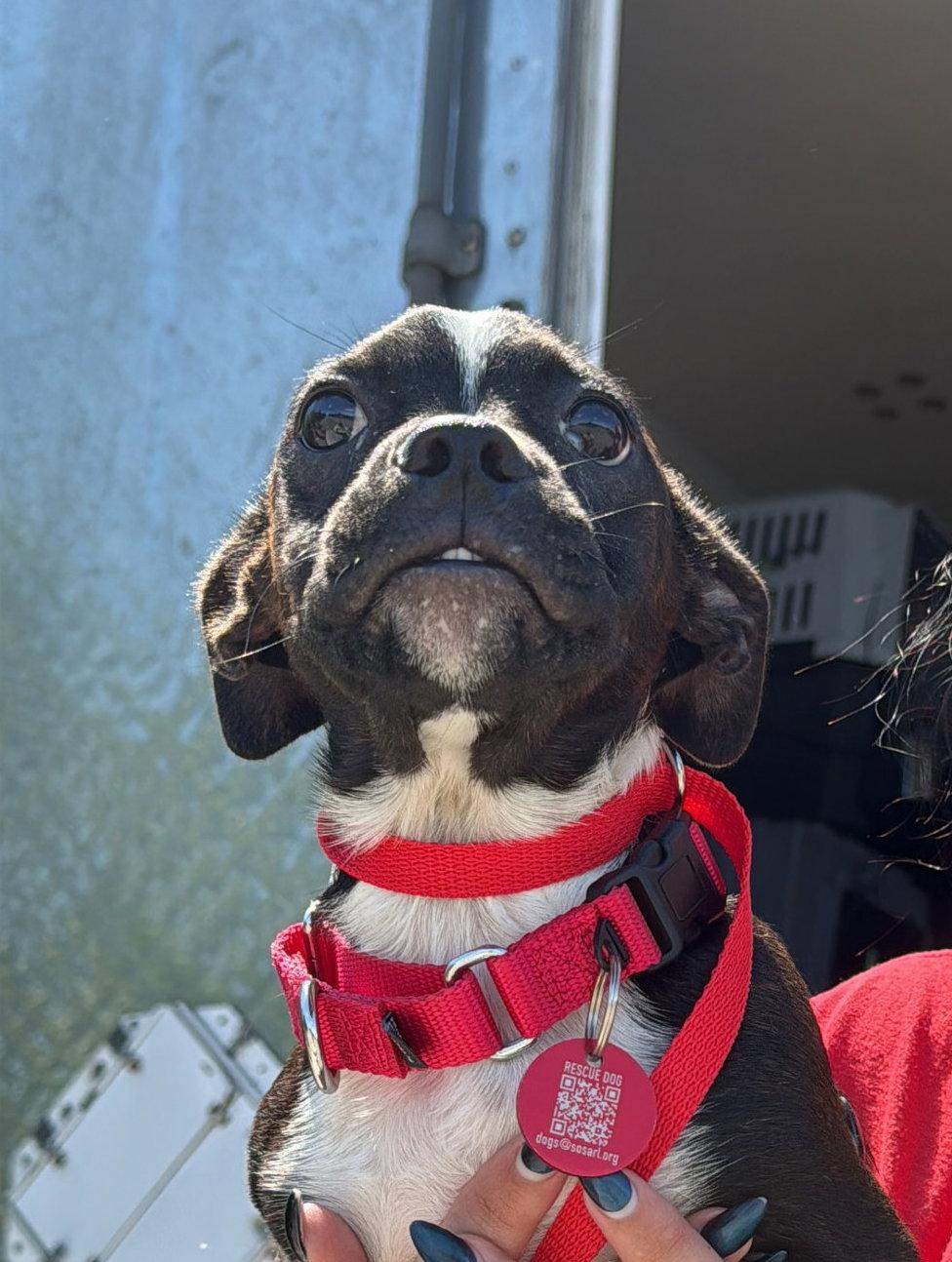 Enlarge Freddie Footsie *LOCAL*, a Adoptable mixed breed in Wakefield, RI image 1/3
