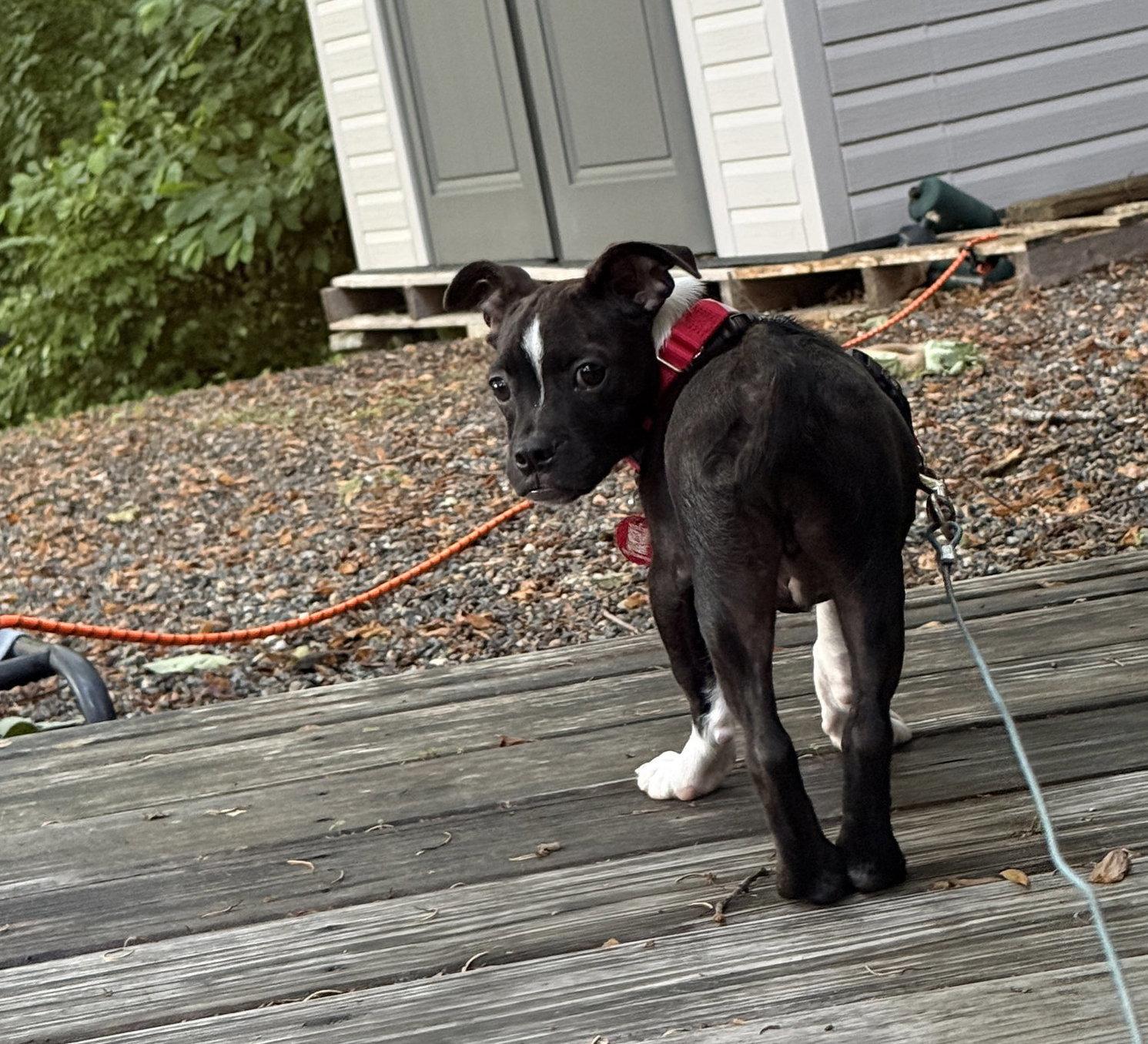 Enlarge Freddie Footsie *LOCAL*, a Adoptable mixed breed in Wakefield, RI image 2/3