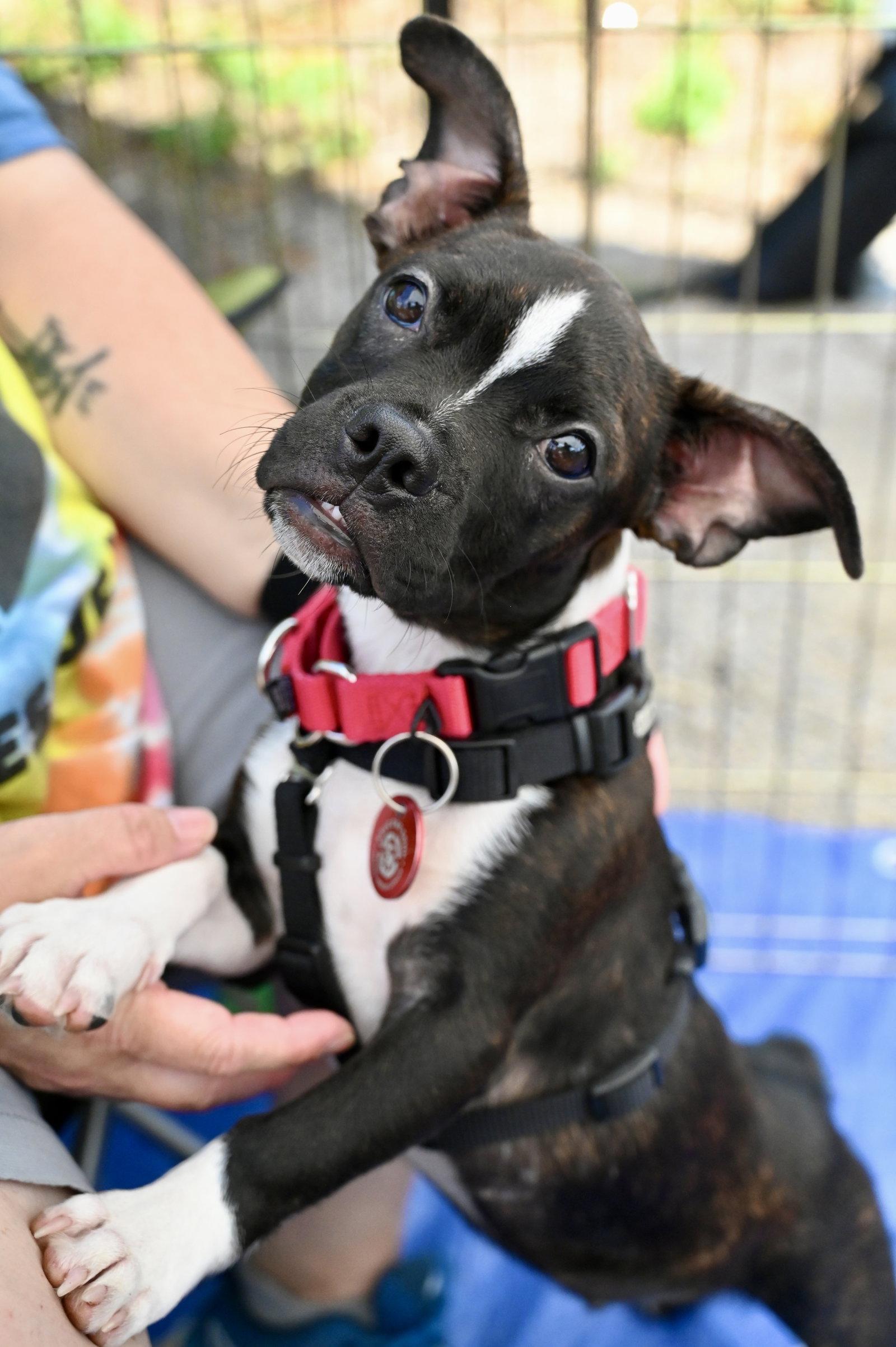 Enlarge Freddie Footsie *LOCAL*, a Adoptable mixed breed in Wakefield, RI image 3/3