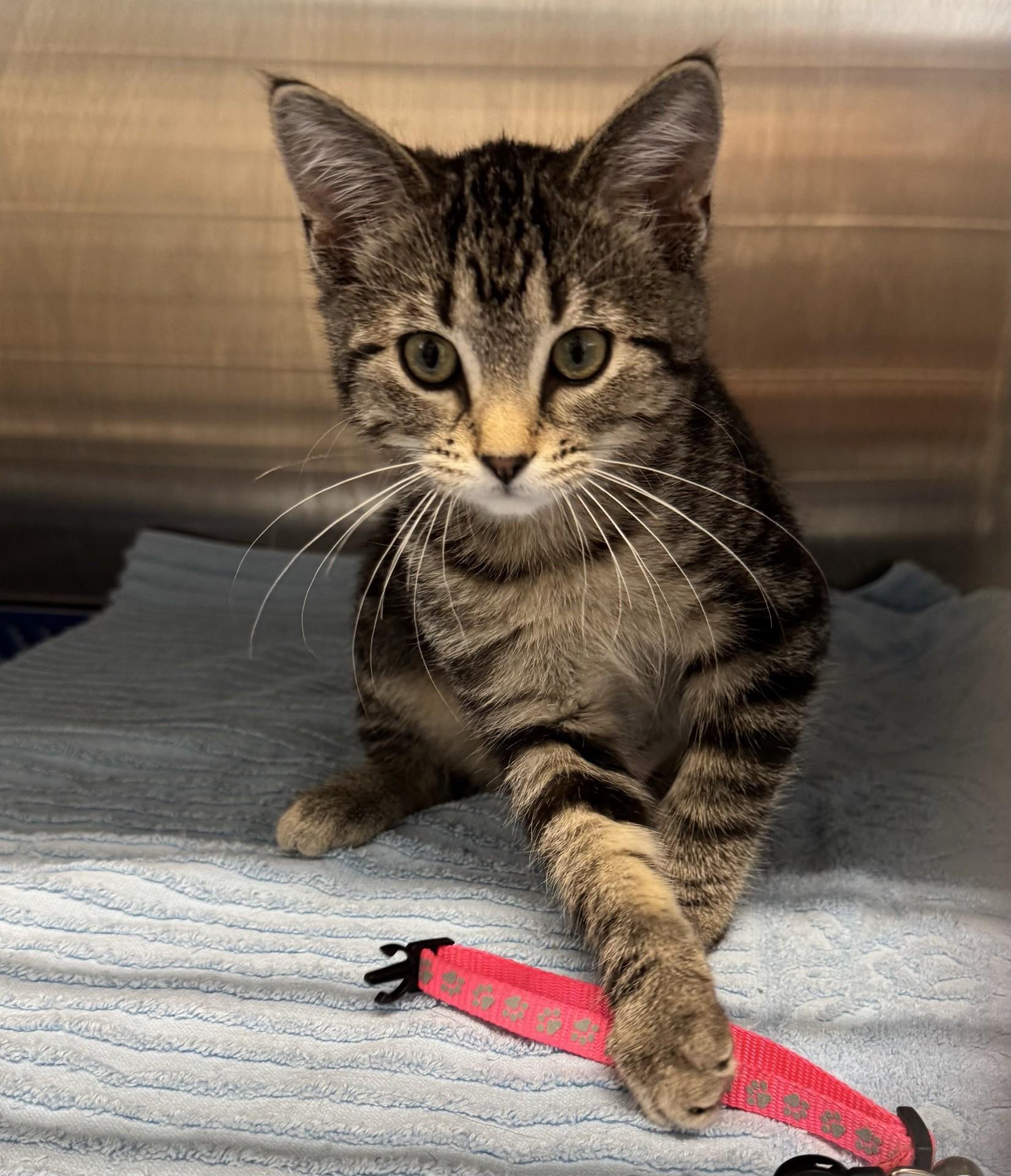 Posey, ADOPTABLE, Kitten Female Domestic Short Hair.