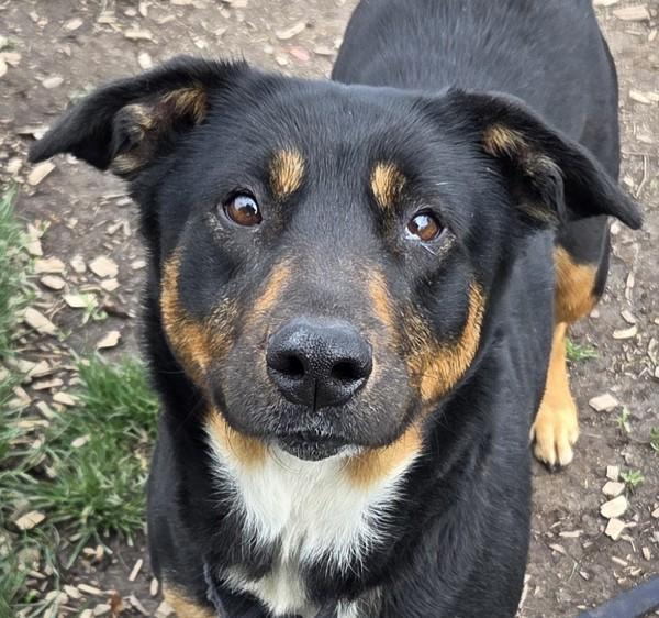 Penny, Adoptable, Adult Female Australian Kelpie & Great Swiss Mountain Dog.