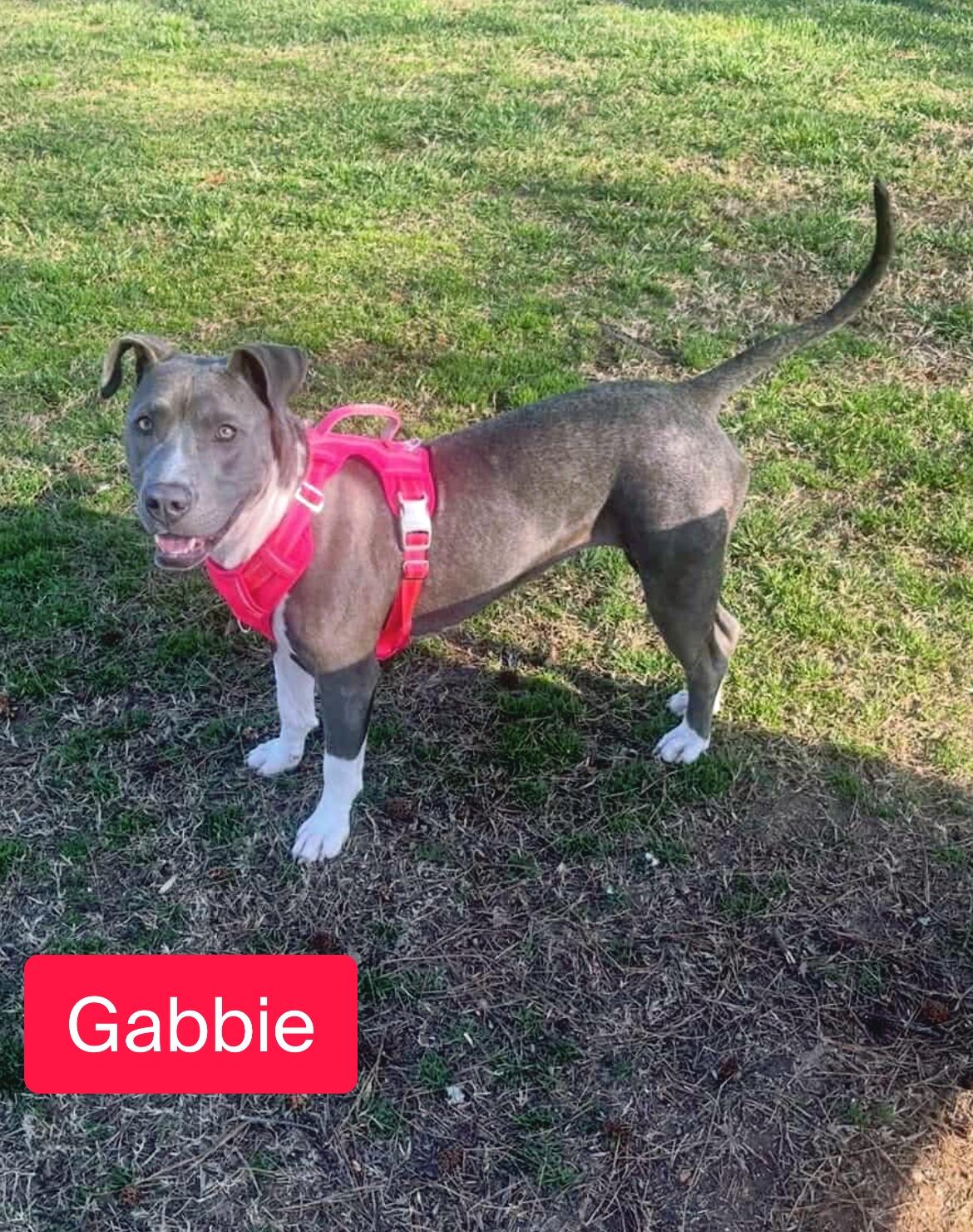Gabbie, a Adoptable mixed breed in Stockbridge, GA image 4/4