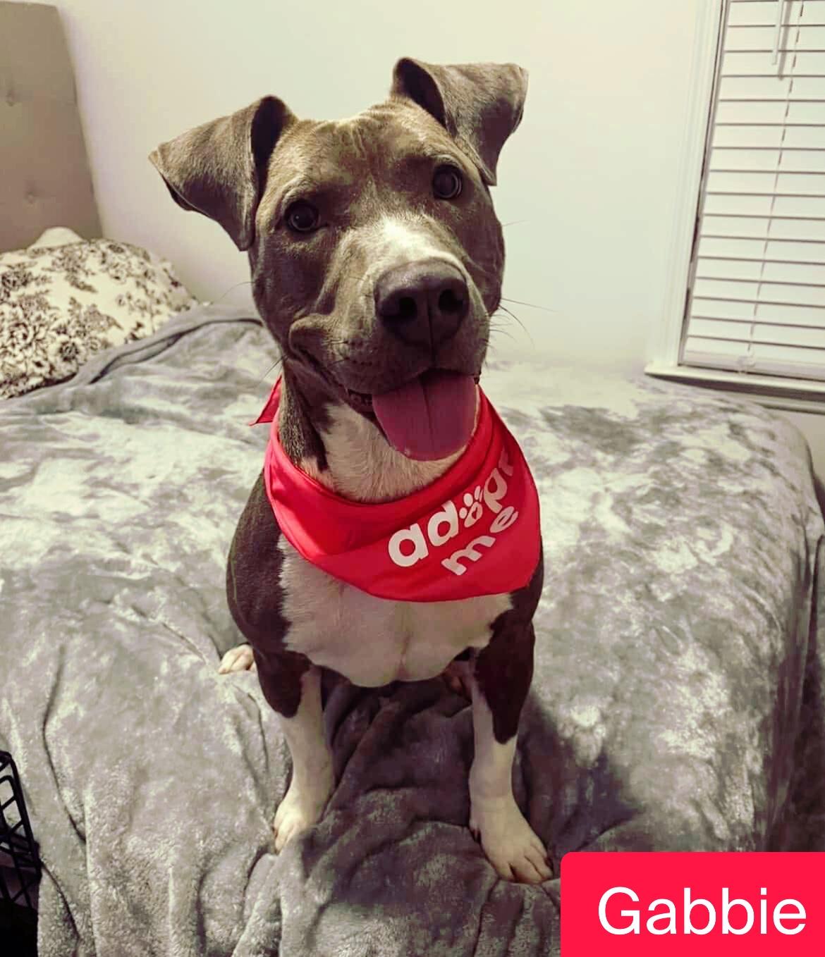 Gabbie, a Adoptable mixed breed in Stockbridge, GA image 3/4