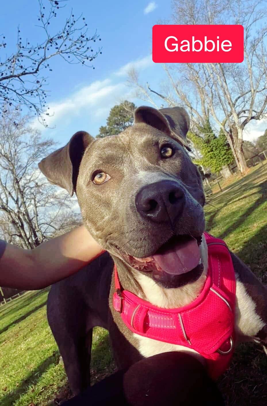 Gabbie, a Adoptable mixed breed in Stockbridge, GA image 2/4