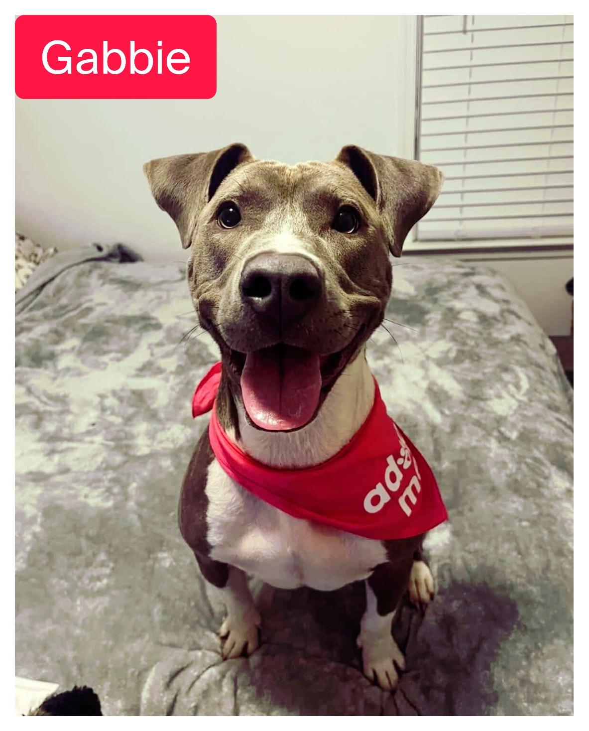 Gabbie, Adoptable, Young Female American Staffordshire Terrier.