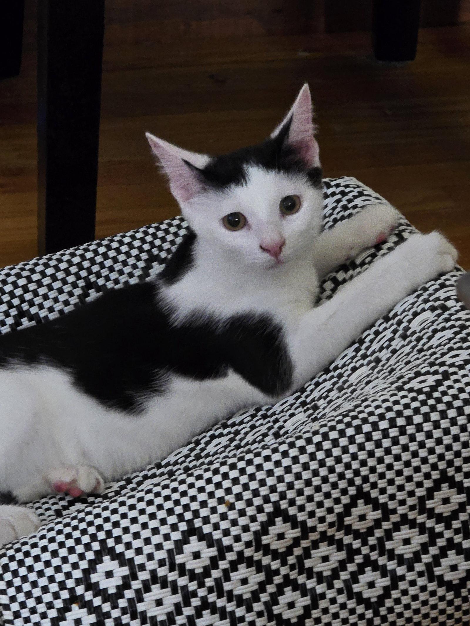 Hansel, Adoptable, Kitten Male Domestic Short Hair.