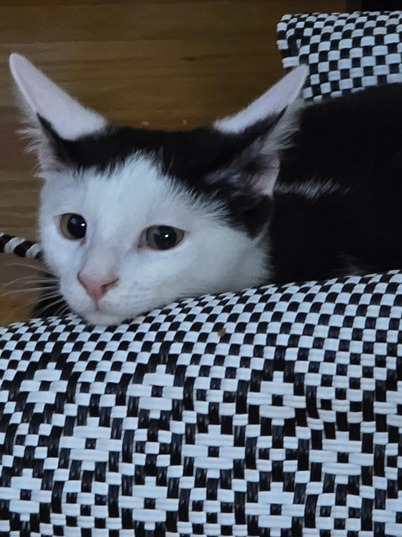 Enlarge Hansel, a Adoptable Domestic Short Hair in Naugatuck, CT image 2/3