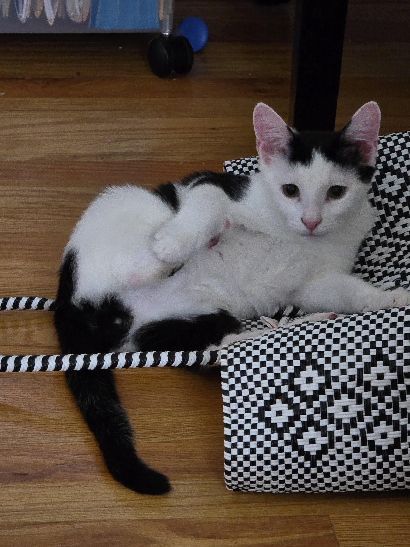 Enlarge Hansel, a Adoptable Domestic Short Hair in Naugatuck, CT image 3/3