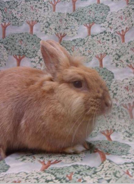 Enlarge Peanut, a Adopted Lionhead in Goleta, CA image 1/1