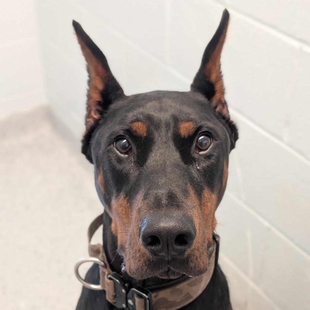 Enlarge 7958 Clay, a Adoptable Doberman Pinscher in Sandown, NH image 1/1