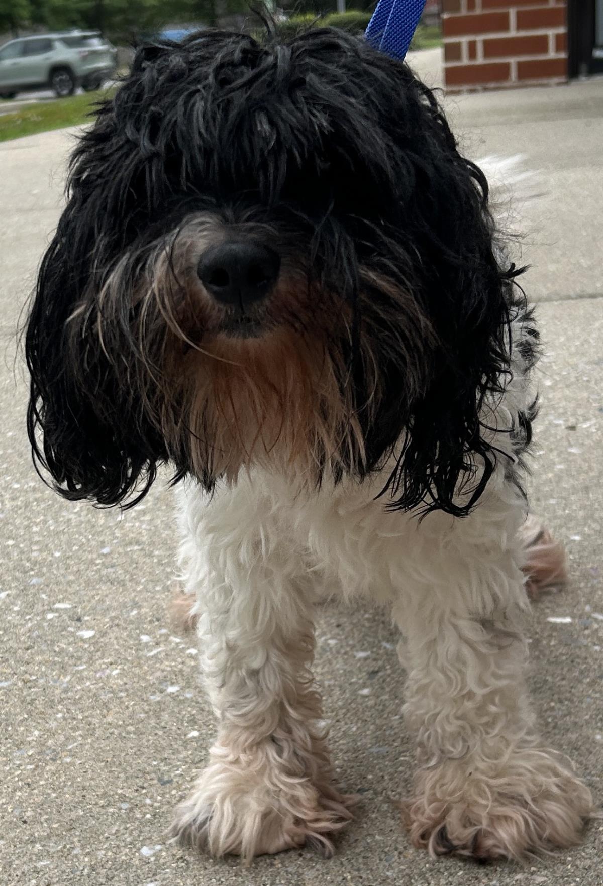 Enlarge McFlurry, a Adoptable Cockapoo in Westminster, MD image 1/3