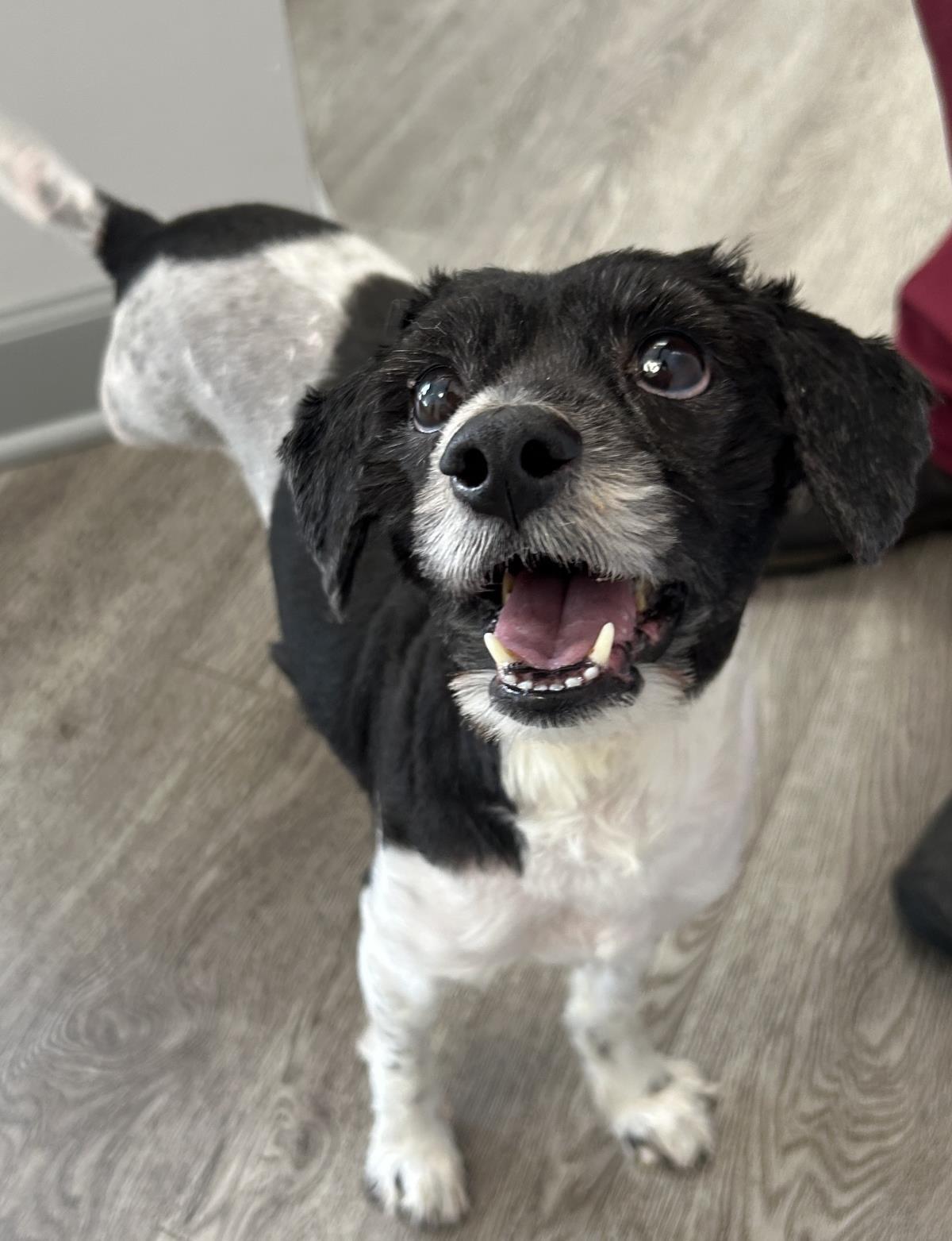 Enlarge McFlurry, a Adoptable Cockapoo in Westminster, MD image 2/3