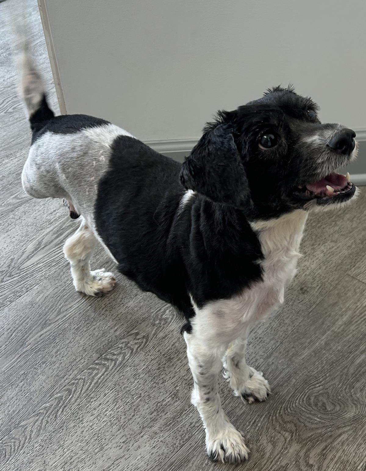 Enlarge McFlurry, a Adoptable Cockapoo in Westminster, MD image 3/3
