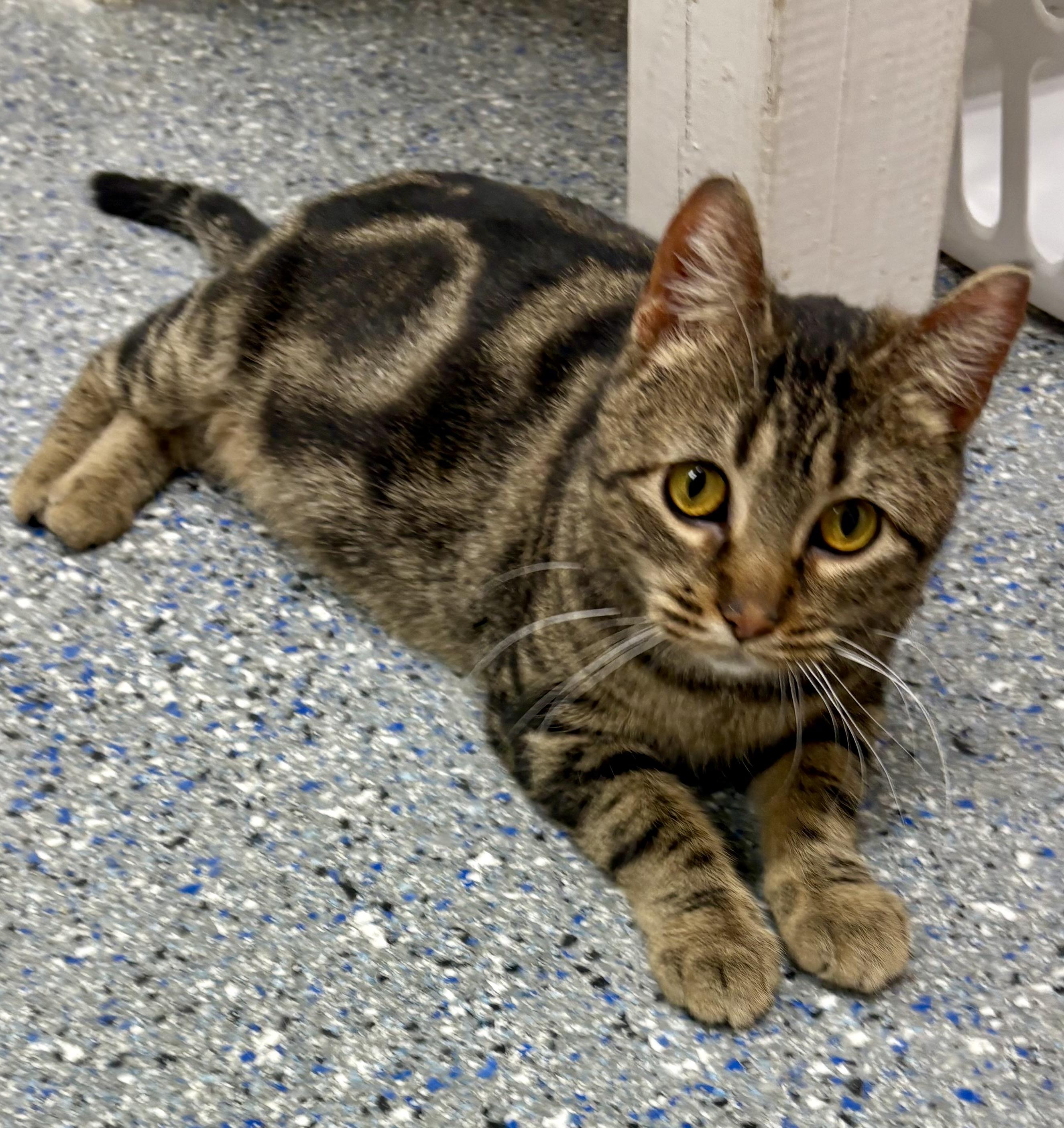 Enlarge Harvest Moon , a ADOPTABLE mixed breed in Charles City, IA image 3/5