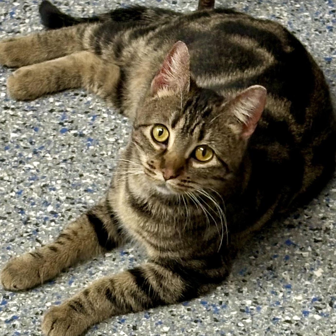 Harvest Moon , ADOPTABLE, Adult Female Domestic Short Hair & Tabby.