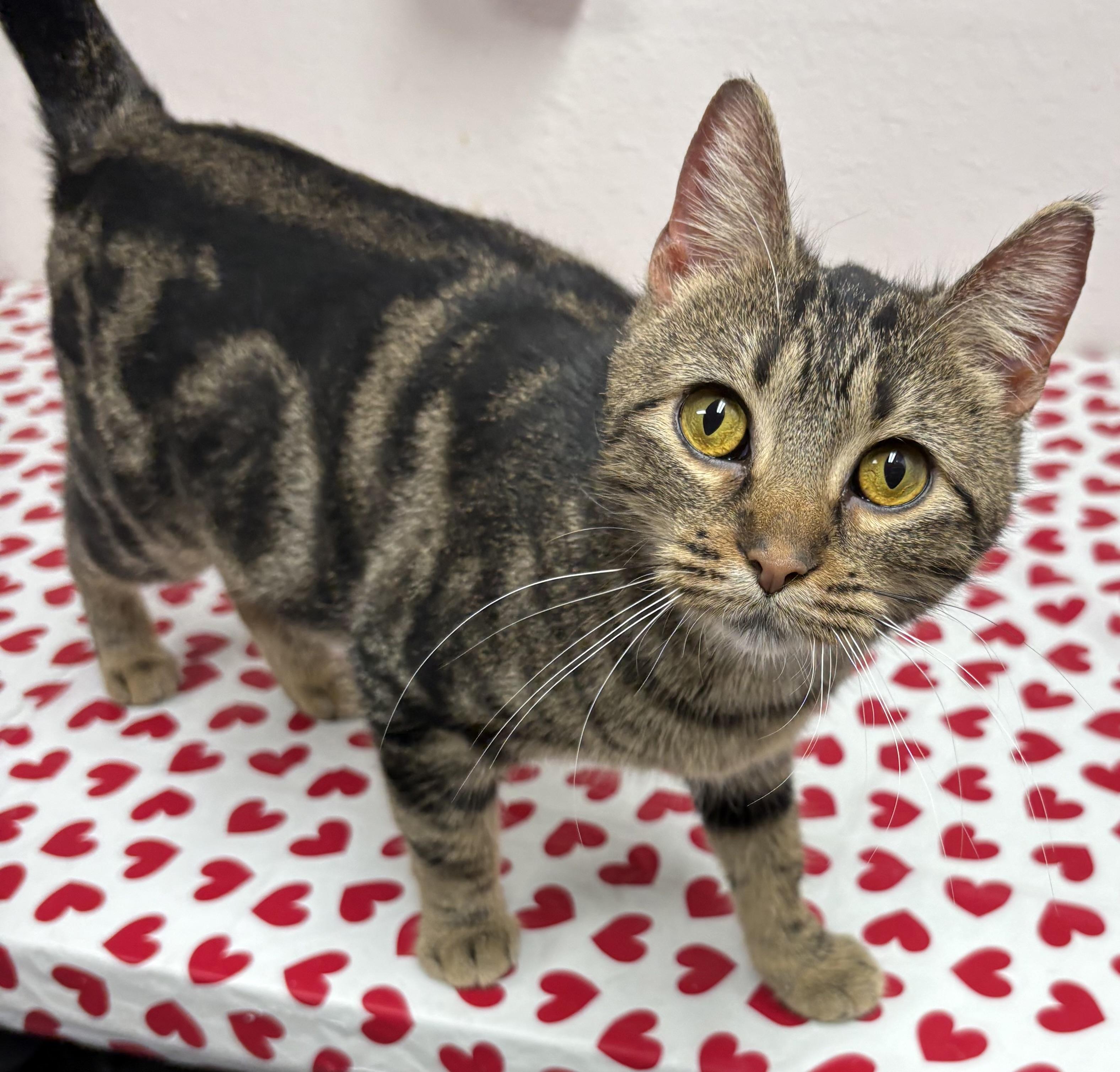 Enlarge Harvest Moon , a ADOPTABLE mixed breed in Charles City, IA image 2/5