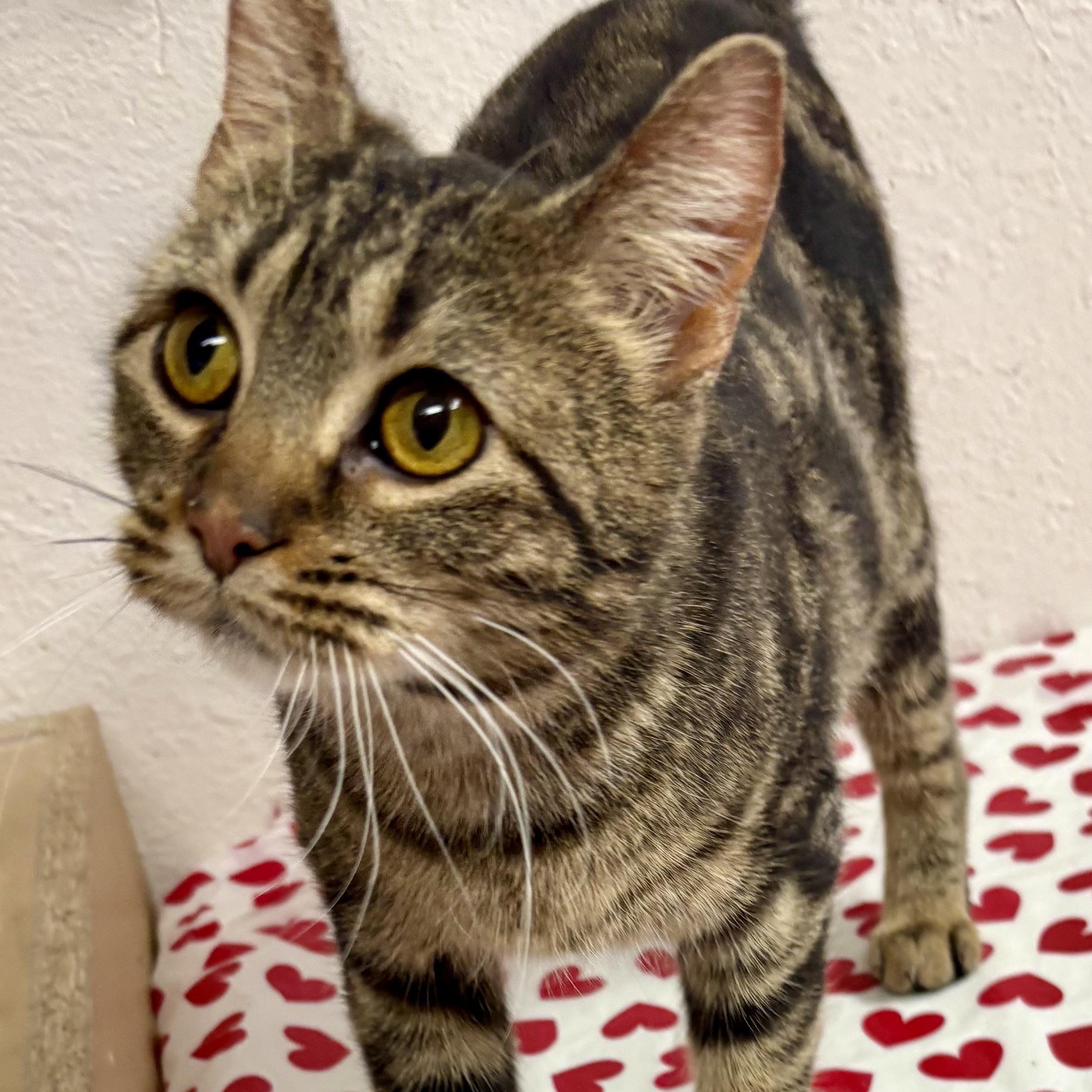 Enlarge Harvest Moon , a ADOPTABLE mixed breed in Charles City, IA image 5/5