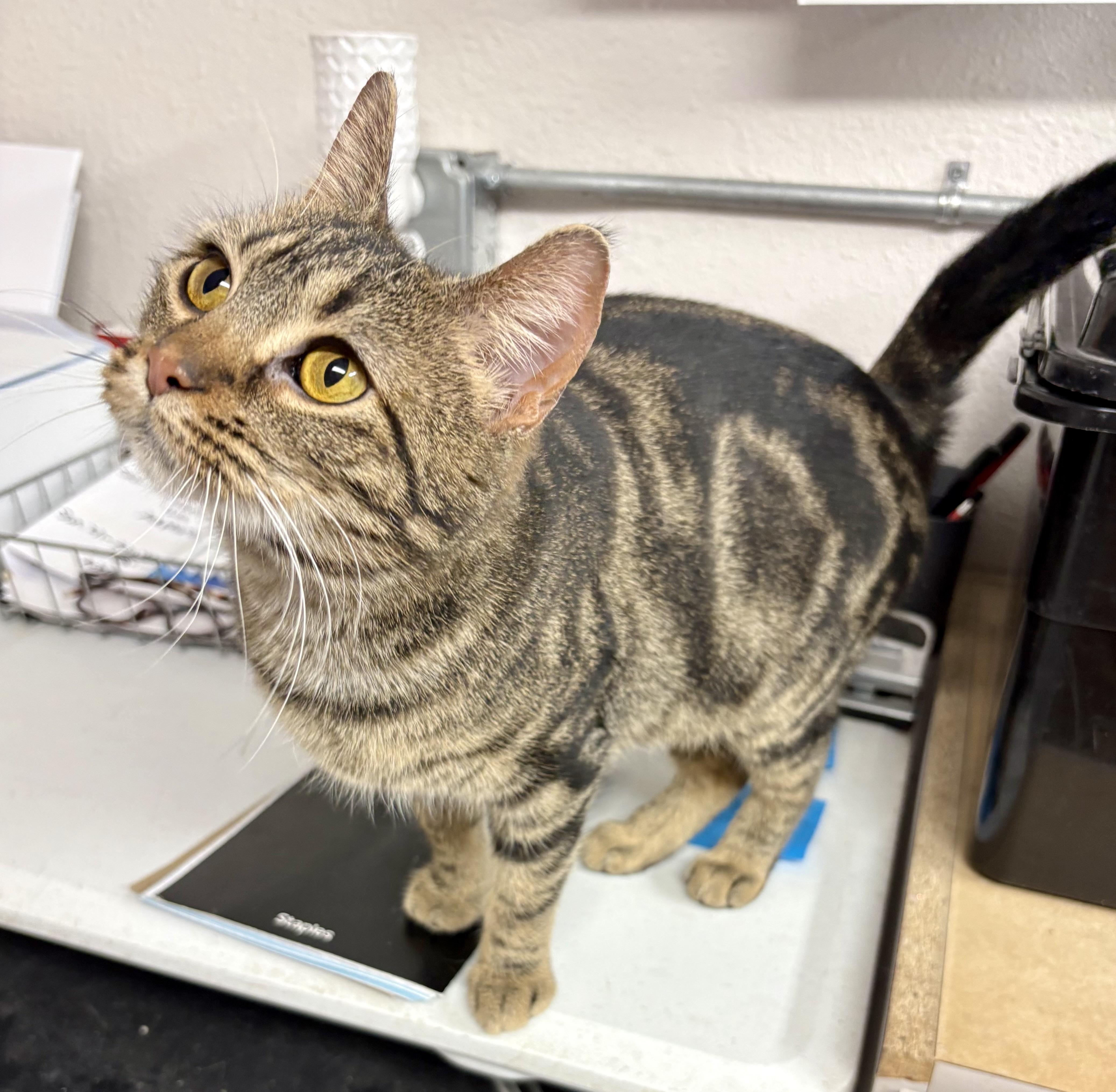 Enlarge Harvest Moon , a ADOPTABLE mixed breed in Charles City, IA image 4/5