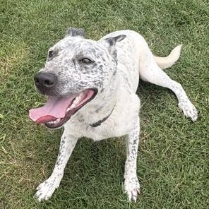 Enlarge TROUBLE, a Adoptable mixed breed in Dallas, TX image 1/3
